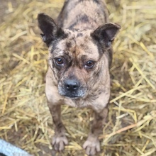 NIRA, Hund, Französische Bulldogge in Ungarn - Bild 3