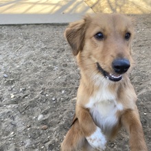 TAFFY, Hund, Mischlingshund in Ungarn - Bild 4