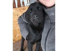 HANNES, Hund, Labrador-Mix in Rumänien - Bild 1