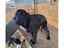 HANNES, Hund, Labrador-Mix in Rumänien - Bild 3