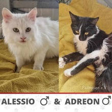 ADREON, Katze, Sibirische Waldkatze in Hannover - Bild 2