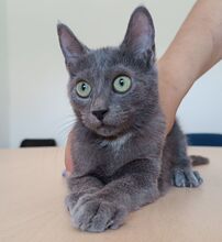 TOULOUSE, Katze, Russisch Blau in Spanien - Bild 1