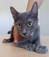 TOULOUSE, Katze, Russisch Blau in Spanien - Bild 2