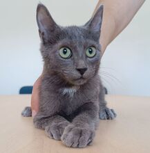 TOULOUSE, Katze, Russisch Blau in Spanien - Bild 3