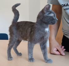 TOULOUSE, Katze, Russisch Blau in Spanien - Bild 4