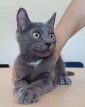 TOULOUSE, Katze, Russisch Blau in Spanien - Bild 5