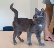 TOULOUSE, Katze, Russisch Blau in Spanien - Bild 6