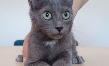 TOULOUSE, Katze, Russisch Blau in Spanien - Bild 7