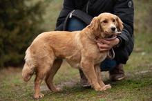 CAZADORA, Hund, Mischlingshund in Ungarn - Bild 1