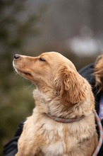 CAZADORA, Hund, Mischlingshund in Ungarn - Bild 10