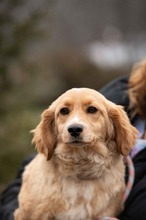 CAZADORA, Hund, Mischlingshund in Ungarn - Bild 2