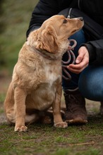 CAZADORA, Hund, Mischlingshund in Ungarn - Bild 3