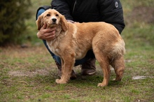 CAZADORA, Hund, Mischlingshund in Ungarn - Bild 4