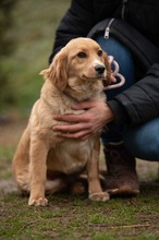 CAZADORA, Hund, Mischlingshund in Ungarn - Bild 5