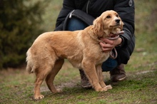 CAZADORA, Hund, Mischlingshund in Ungarn - Bild 6