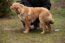 CAZADORA, Hund, Mischlingshund in Ungarn - Bild 8