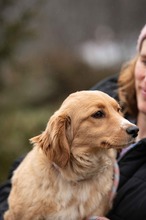 CAZADORA, Hund, Mischlingshund in Ungarn - Bild 9