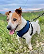 TOBY, Hund, Jack Russell Terrier in Spanien - Bild 1