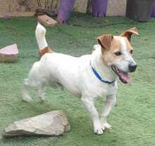 TOBY, Hund, Jack Russell Terrier in Spanien - Bild 2