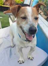 TOBY, Hund, Jack Russell Terrier in Spanien - Bild 3