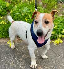 TOBY, Hund, Jack Russell Terrier in Spanien - Bild 4