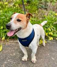 TOBY, Hund, Jack Russell Terrier in Spanien - Bild 5