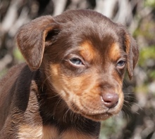 KORU, Hund, Mischlingshund in Zypern - Bild 1