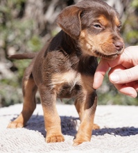 KORU, Hund, Mischlingshund in Zypern - Bild 2