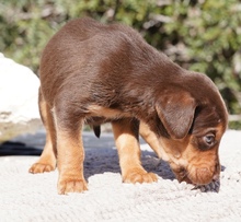 KORU, Hund, Mischlingshund in Zypern - Bild 3