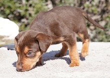 KORU, Hund, Mischlingshund in Zypern - Bild 4