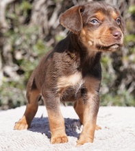 KORU, Hund, Mischlingshund in Zypern - Bild 7