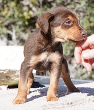 KORU, Hund, Mischlingshund in Zypern - Bild 8