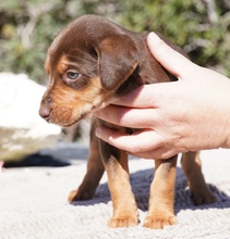 KORU, Hund, Mischlingshund in Zypern - Bild 9