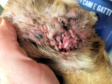 ROMEO, Hund, Mischlingshund in Italien - Bild 10