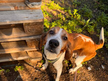 ROMEO, Hund, Mischlingshund in Italien - Bild 8