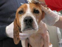 ROMEO, Hund, Mischlingshund in Italien - Bild 9