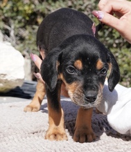 KOTARO, Hund, Mischlingshund in Zypern - Bild 2