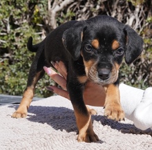 KOTARO, Hund, Mischlingshund in Zypern - Bild 3