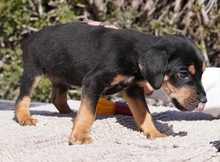 KOTARO, Hund, Mischlingshund in Zypern - Bild 4