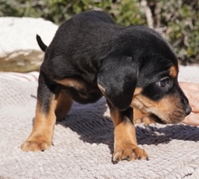 KOTARO, Hund, Mischlingshund in Zypern - Bild 5