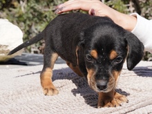 KOTARO, Hund, Mischlingshund in Zypern - Bild 6