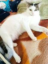 ALINA, Katze, Europäisch Kurzhaar in Bulgarien - Bild 11
