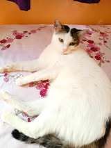 ALINA, Katze, Europäisch Kurzhaar in Bulgarien - Bild 12