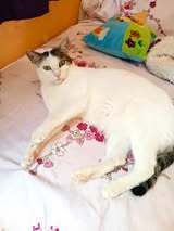 ALINA, Katze, Europäisch Kurzhaar in Bulgarien - Bild 13