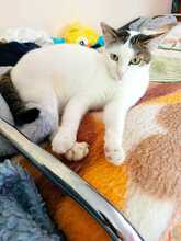 ALINA, Katze, Europäisch Kurzhaar in Bulgarien - Bild 4