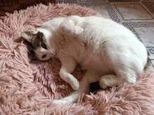 ALINA, Katze, Europäisch Kurzhaar in Bulgarien - Bild 6