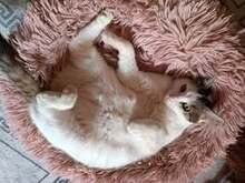 ALINA, Katze, Europäisch Kurzhaar in Bulgarien - Bild 7