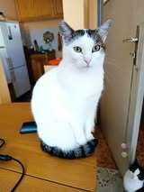 ALINA, Katze, Europäisch Kurzhaar in Bulgarien - Bild 8