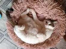 ALINA, Katze, Europäisch Kurzhaar in Bulgarien - Bild 9