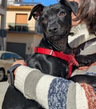 NEGRO, Hund, Mischlingshund in Spanien - Bild 1